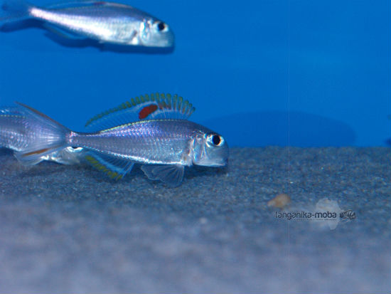 Xenotilapia nigrolabiata red princess