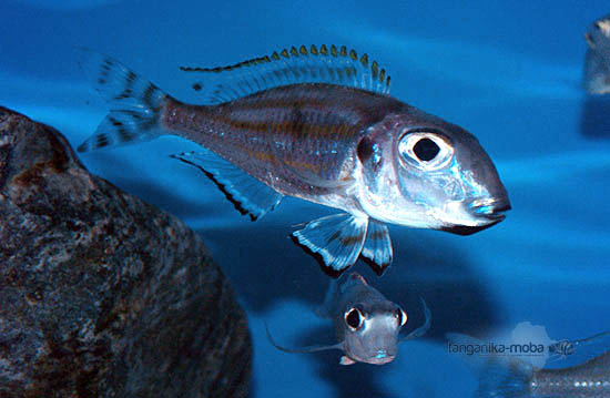 Xenotilapia caudafasciata 1