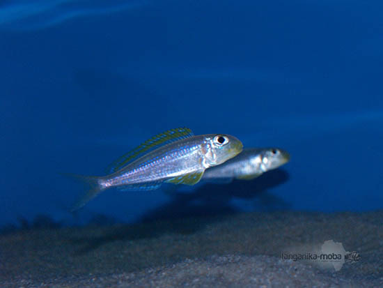 Xenotilapia flavipinnis nyanza lac