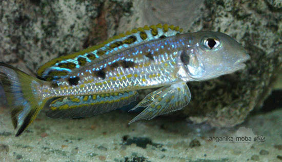 Xenotilapia ochrogenys Ndole