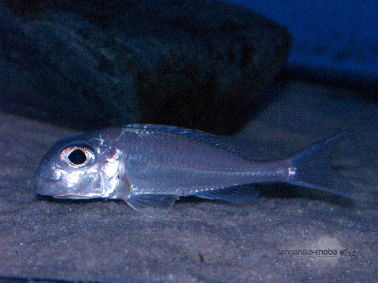 Xenotilapia ornatipinnis 1