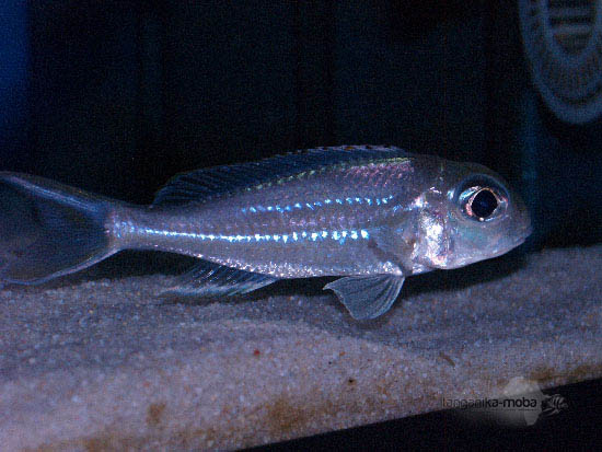 Xenotilapia ornatipinnis 2