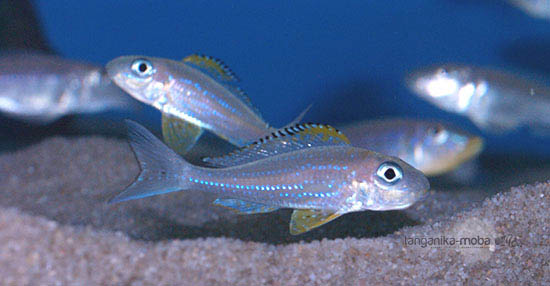 Skupinka rýb Xenotilapia papillio Kanoni