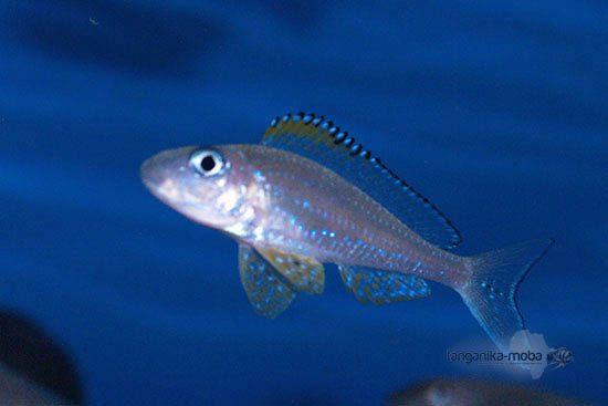 Xenotilapia papillio Kanoni 1