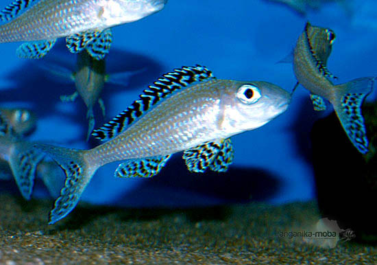 Xenotilapia papillio Tembwe II 2