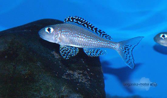 Xenotilapia papillio Tembwe II 4