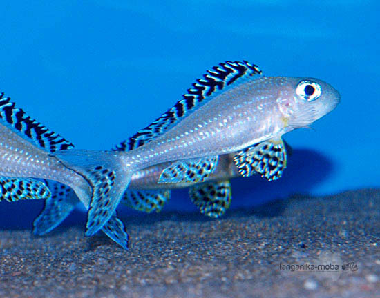 Xenotilapia papillio Tembwe II 1