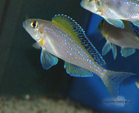 Xenotilapia spilopterus Mabilibili