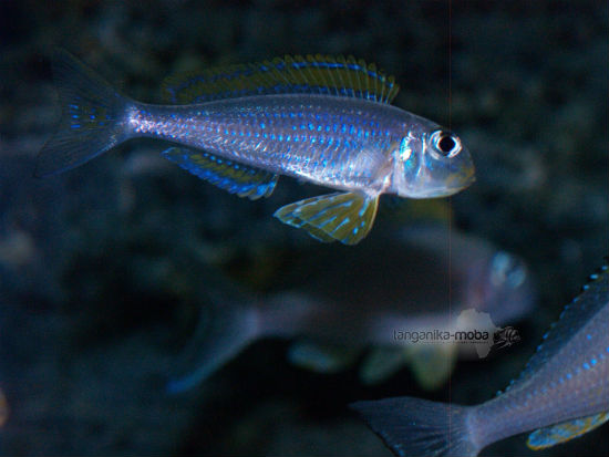 Xenotilapia flavipinnis nyanza lac