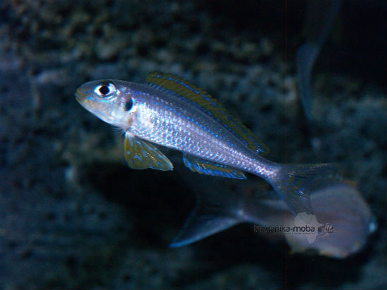 Xenotilapia flavipinnis nyanza lac