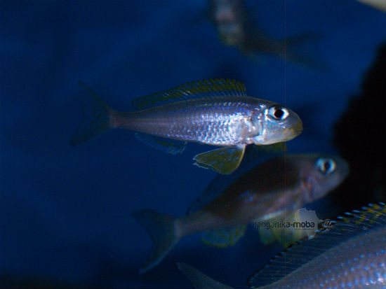 Xenotilapia flavipinnis nyanza lac