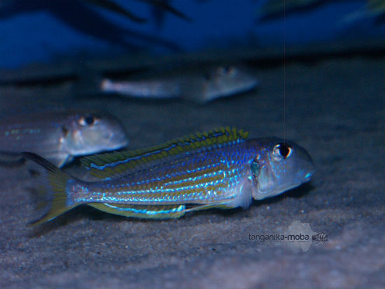 Xenotilapia ochrogenys Kavala