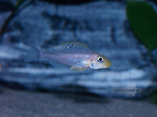 Xenotilapia papillio Isanga