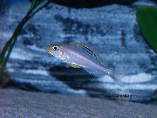 Xenotilapia papillio Isanga