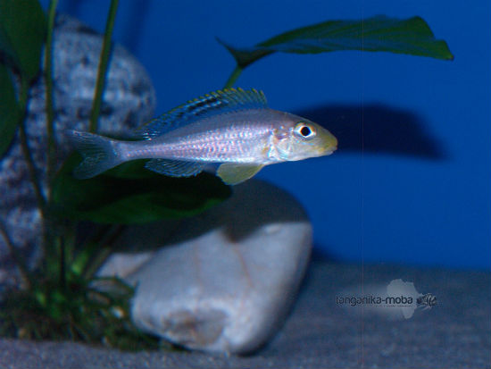 Xenotilapia papillio Isanga