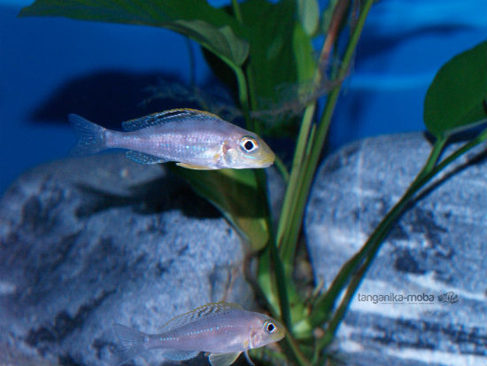 Xenotilapia papillio Isanga