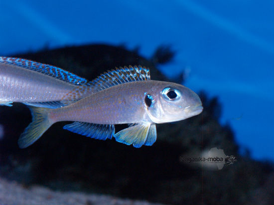 Xenotilapia flavipinnis RED ROYAL KEKESE