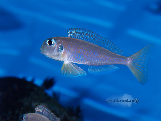 Xenotilapia flavipinnis RED ROYAL KEKESE